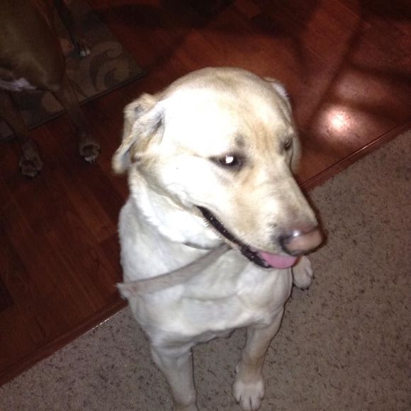 Meet your Posher, Deven - Picture 1 of 1